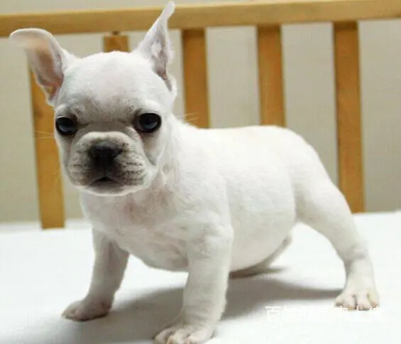 奶油法国斗牛犬价格 哪里有卖法国斗牛犬 - 图片 9