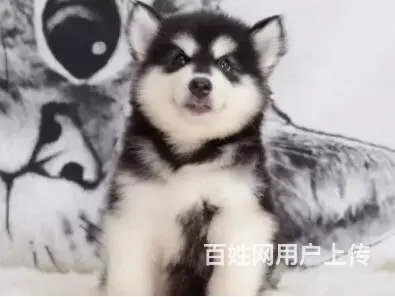 承德阿拉斯加怎么卖 家养阿拉斯加 保健康 - 图片 6