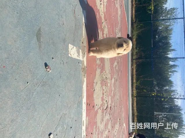 血统金毛 - 图片 5