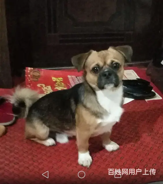 钟山区河滨苑会哭的小狗后腿受伤后走失 - 图片 3