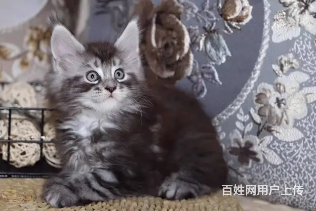 哪里有缅因猫卖  缅因猫多少钱  缅因猫性格怎么样 - 图片 4