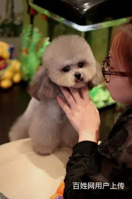 纯种泰迪 玩具贵宾犬 茶杯泰迪犬 泰迪熊幼犬 - 图片 5