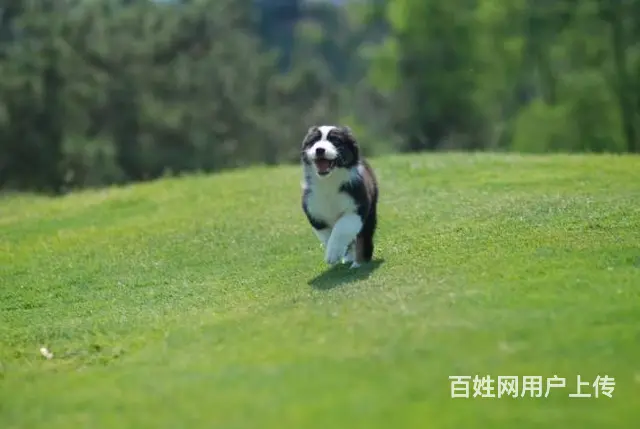 边境牧羊犬 赛级血统七白到位 签联盟合同健康保一年 - 图片 8