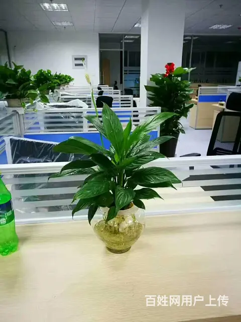 厦门绿植租赁、绿化工程、绿植养护、办公室绿植 - 图片 4