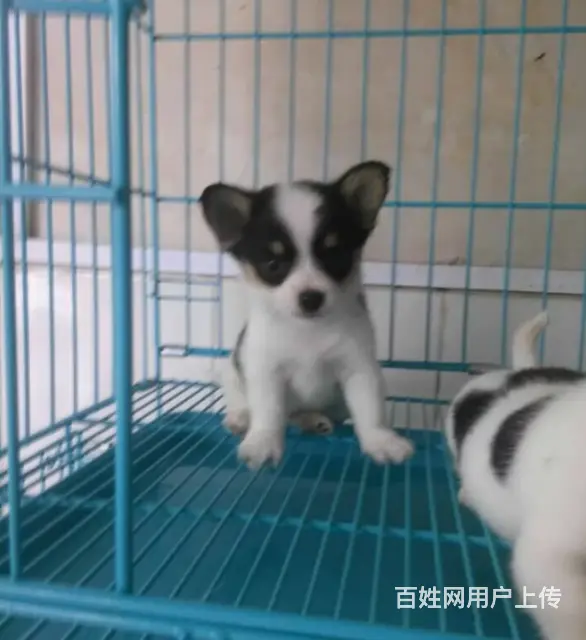 天门柯基价格_柯基多少钱柯基图片_纯种柯基幼犬 - 图片 6