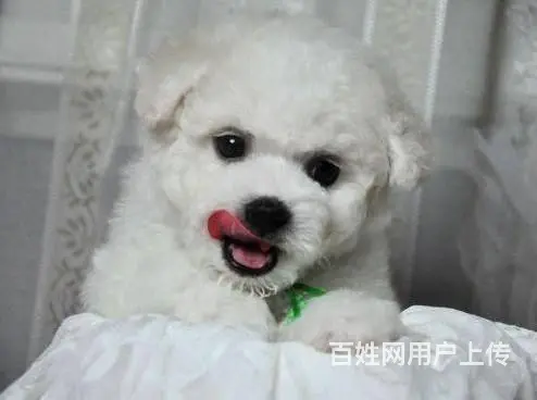 出售微小体型泰迪犬 茶杯泰迪犬 北京市泰迪犬价格 - 图片 1
