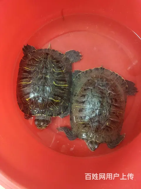 两只乌龟便宜卖 - 图片 1