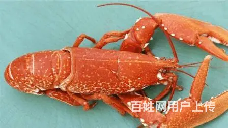 宏鸿集团食材配送-小龙虾 - 图片 3