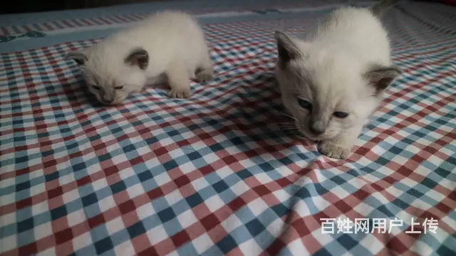 暹罗蓝重点 - 图片 3