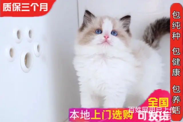 繁育精品双色布偶猫 品相好 甜美可爱 疫苗齐全包健康 - 图片 1