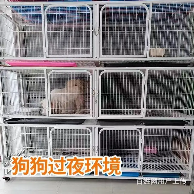 莱州宠物托运（猫咪狗狗）邮寄（承接所有活体运输）宠物活体邮寄 - 图片 2
