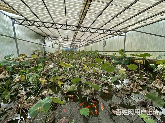 （徐州找店网）大庙独门独院厂房仓库养殖场出租 - 图片 4