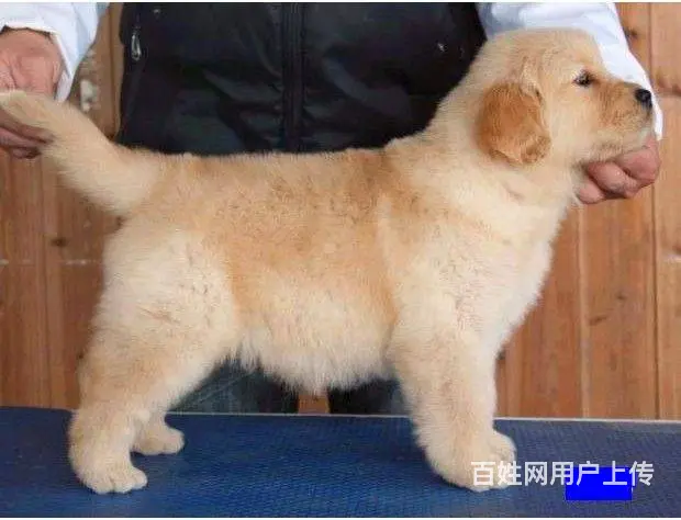 大头宽嘴金毛幼犬 黄金猎犬 纯种金毛犬出售 - 图片 3