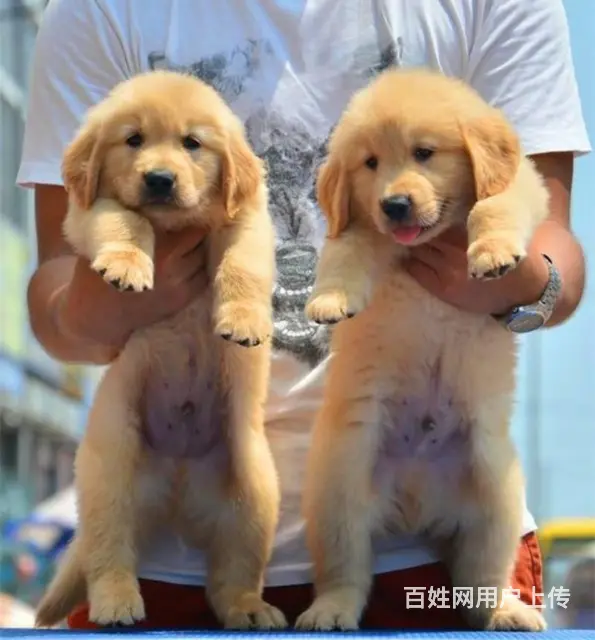 出售大骨架大头金毛犬 纯种枫叶系金毛犬价格 - 图片 2