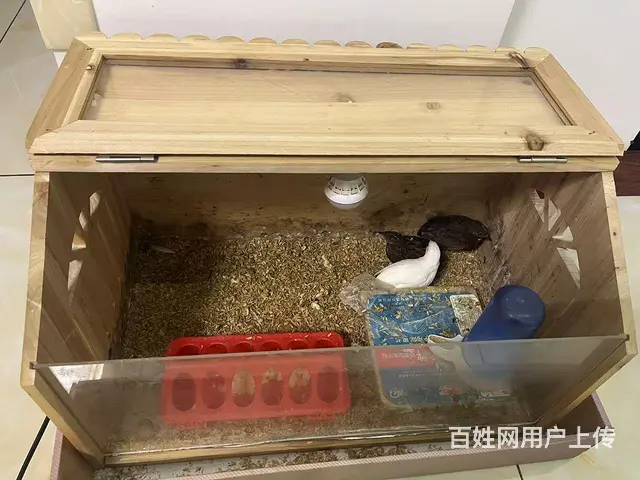 出售宠物芦丁鸡 - 图片 2