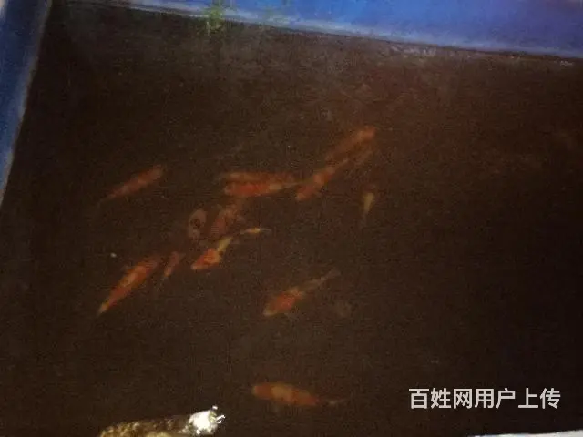 苏州永乐日本锦鲤养殖场 - 图片 10