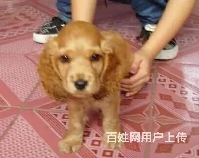 出售聪明活泼可卡宝宝 血统纯正 健康质保 签协议 - 图片 11