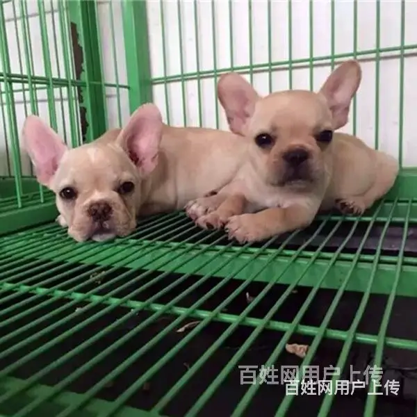吕梁法斗价格哪儿有卖法斗 - 图片 4