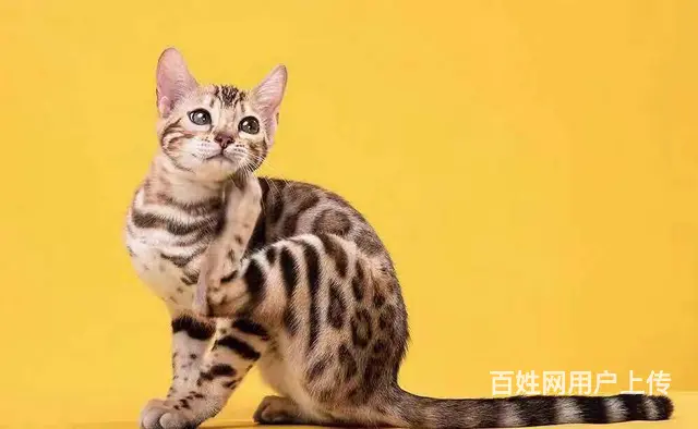 哪里有卖孟加拉豹猫的 无病无癣 包纯种健康 - 图片 1