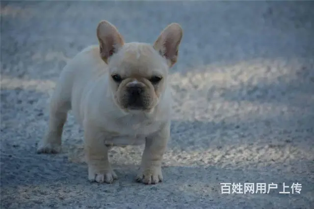 法国斗牛犬 法斗幼犬健康出售可挑选 - 图片 3