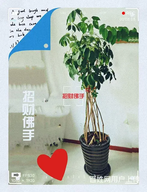 栀子花和招财佛手出售。 - 图片 1