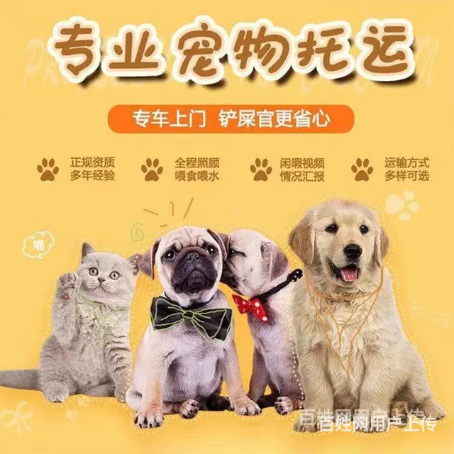 推荐） 丹东宠物托运到全国）（猫狗）邮寄快递（宠物活体运输） - 图片 2