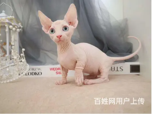 常州出售自家繁殖纯种无毛猫 斯芬克斯猫 保健康 - 图片 9