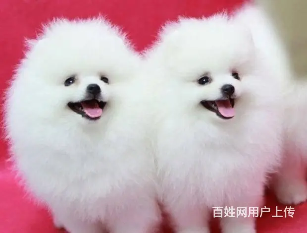 广州博美犬一只多少钱 实体犬舍 自家繁殖保健康 - 图片 12