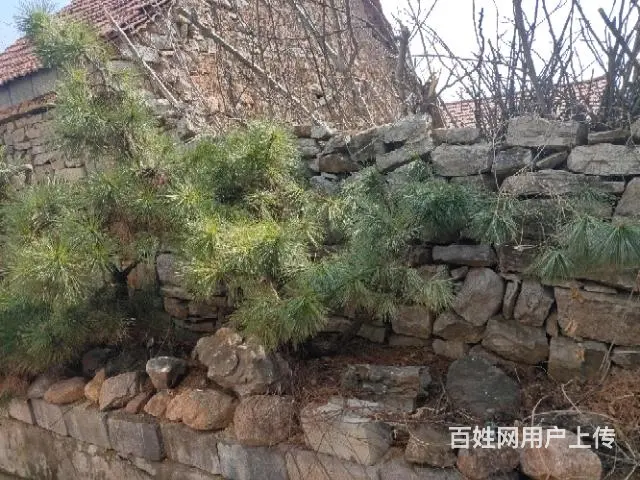 出售景观松树 - 图片 6