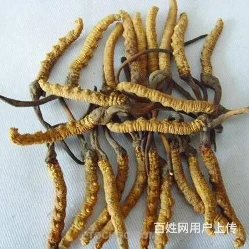 南安散装冬虫夏草回收价格高吗 - 图片 3
