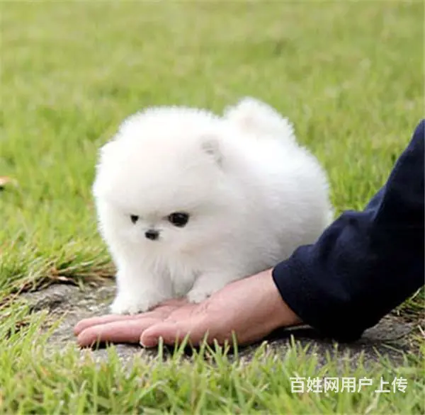 文昌本地博美犬舍在哪儿▲本地博美养殖基地 - 图片 5