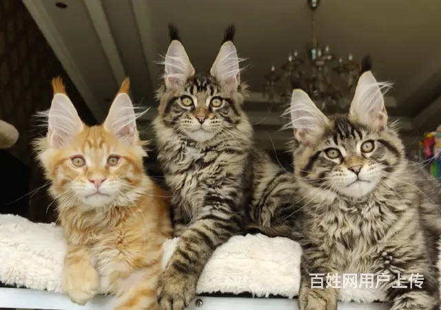 本地哪里有卖缅因库恩猫的 俄系大体 包健康售后 - 图片 2