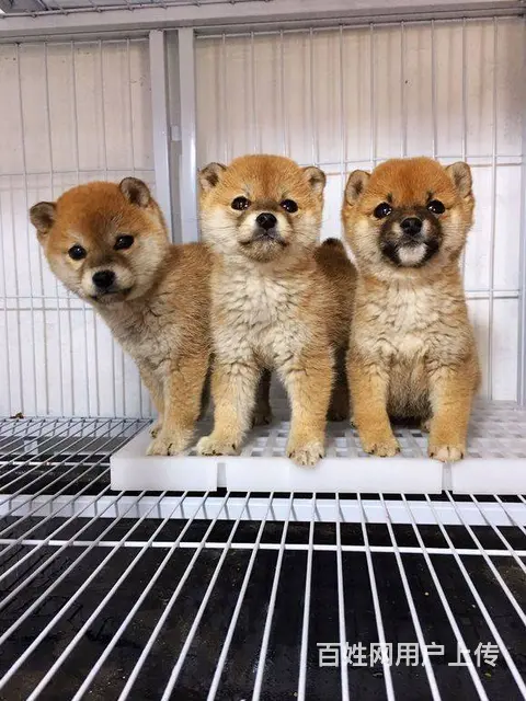 日本柴犬幼犬出售、纯种柴犬狗狗、保质 - 图片 4