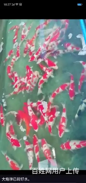 苏州永乐锦鲤常年出售锦鲤鱼 - 图片 3