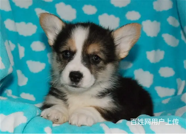 天门柯基价格_柯基多少钱柯基图片_纯种柯基幼犬 - 图片 10
