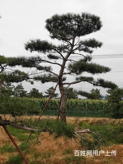 造型油松  造型松  景观松 - 图片 6