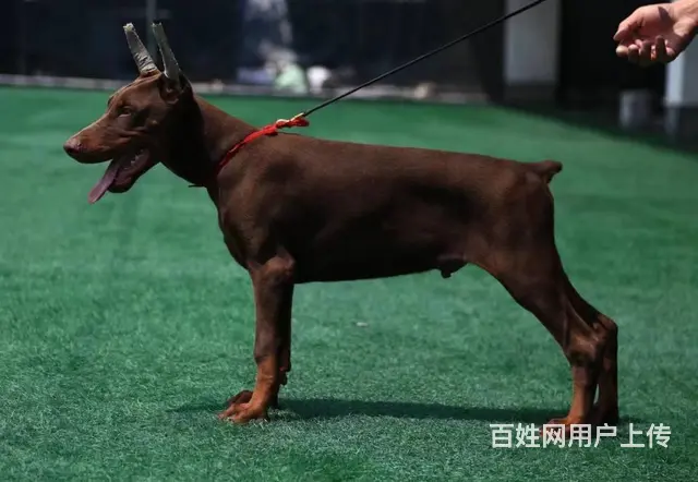 杜宾犬价格_德系杜宾_杜宾犬多少钱_杜宾犬图片 - 图片 7