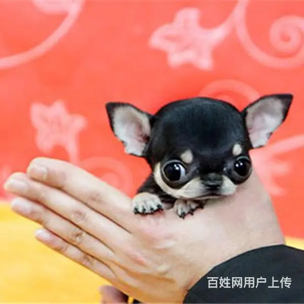 长春上哪可以看到吉娃娃犬舍，吉娃娃犬舍地址位置 - 图片 4