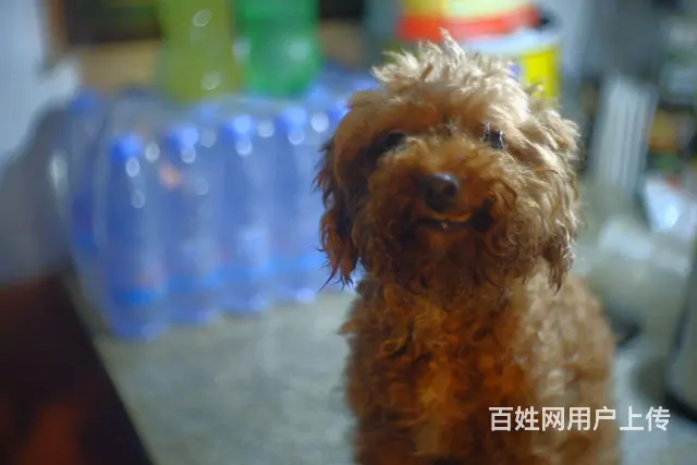 狗狗找领养人 - 图片 2
