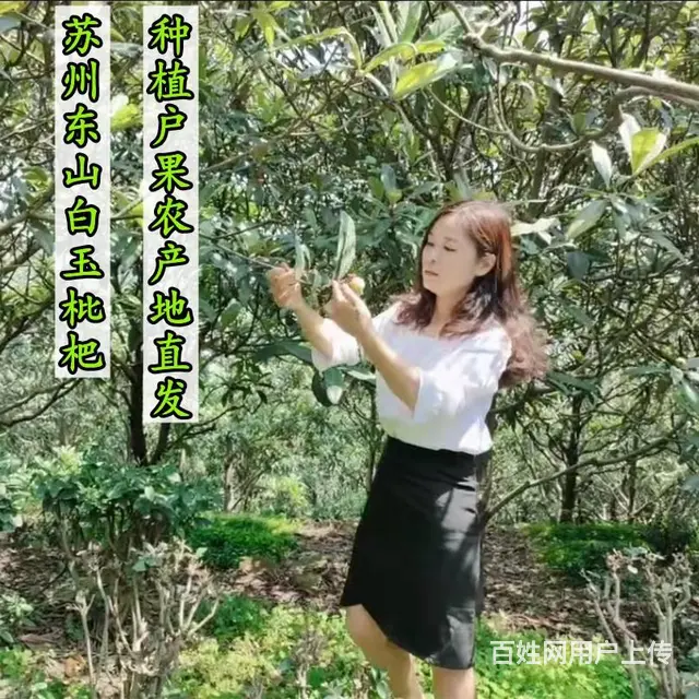 实惠小果.本地苏州东山白玉白沙枇杷新鲜采摘 - 图片 1