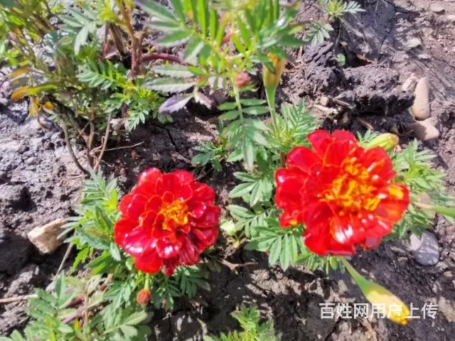 园林绿化花卉销售 - 图片 2