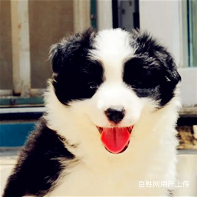 辽阳有什么靠谱的边牧犬舍推荐吗 - 图片 10