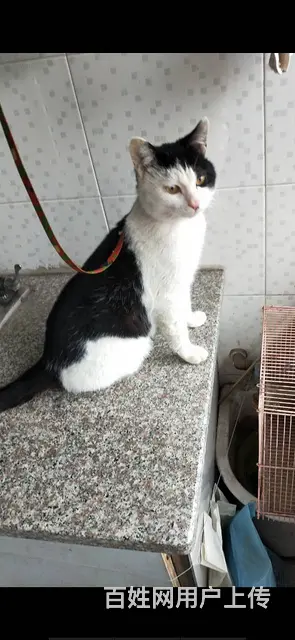 一个月多月小猫，免费领养，免费疫苗，免费绝育 - 图片 3