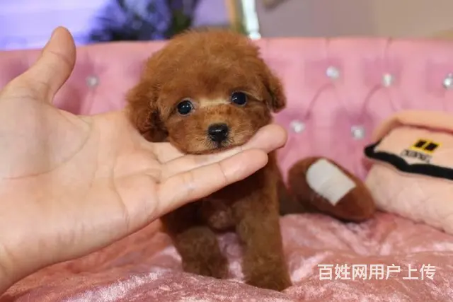 小体韩国赛级茶杯泰迪犬 精美玩具泰迪熊宝宝 - 图片 1