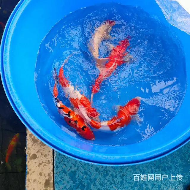 【搞定了！】苏州锦鲤渔场批发零售锦鲤鱼 - 图片 11