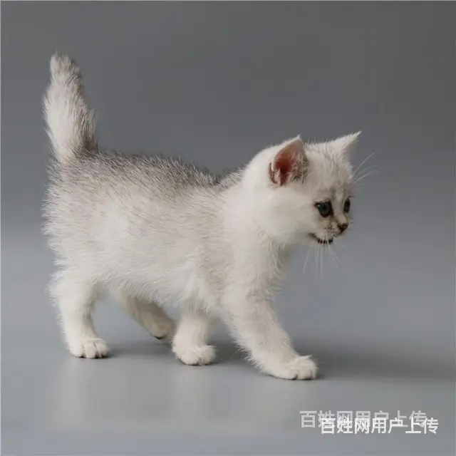 湖州英国短毛猫银渐层到手价格 - 图片 11