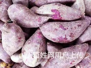 宏鸿食材配送-紫薯 - 图片 3