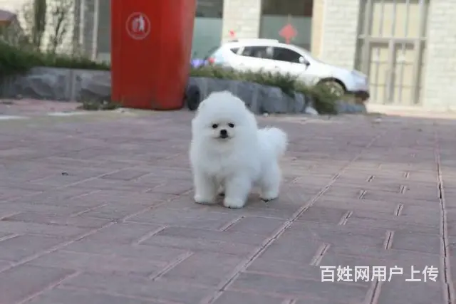 赛级博美犬 哈多利版博美犬 巴掌大小博美 - 图片 11