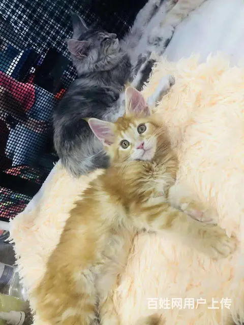 那里有好点的缅因猫卖的  缅因猫好养吗 疫苗齐全 - 图片 6