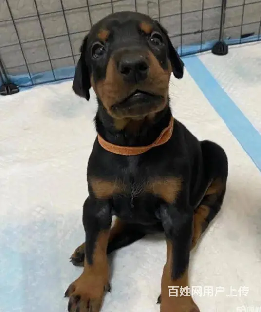 德系杜宾犬 出售高品质杜宾幼犬 - 图片 3